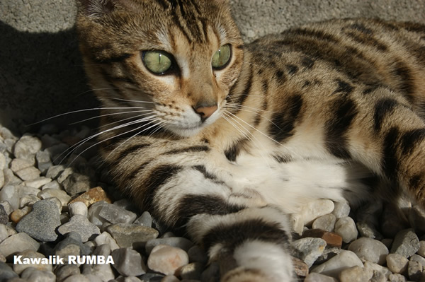 chat bengal ventre blanc